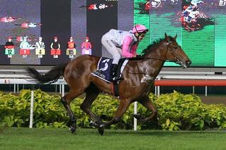 Inferno extends the record for New Zealand bred or sold horses in the Golden Horseshoe, with five of the last seven sourced in NZ. 